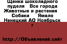 Щенки шоколадного пуделя - Все города Животные и растения » Собаки   . Ямало-Ненецкий АО,Ноябрьск г.